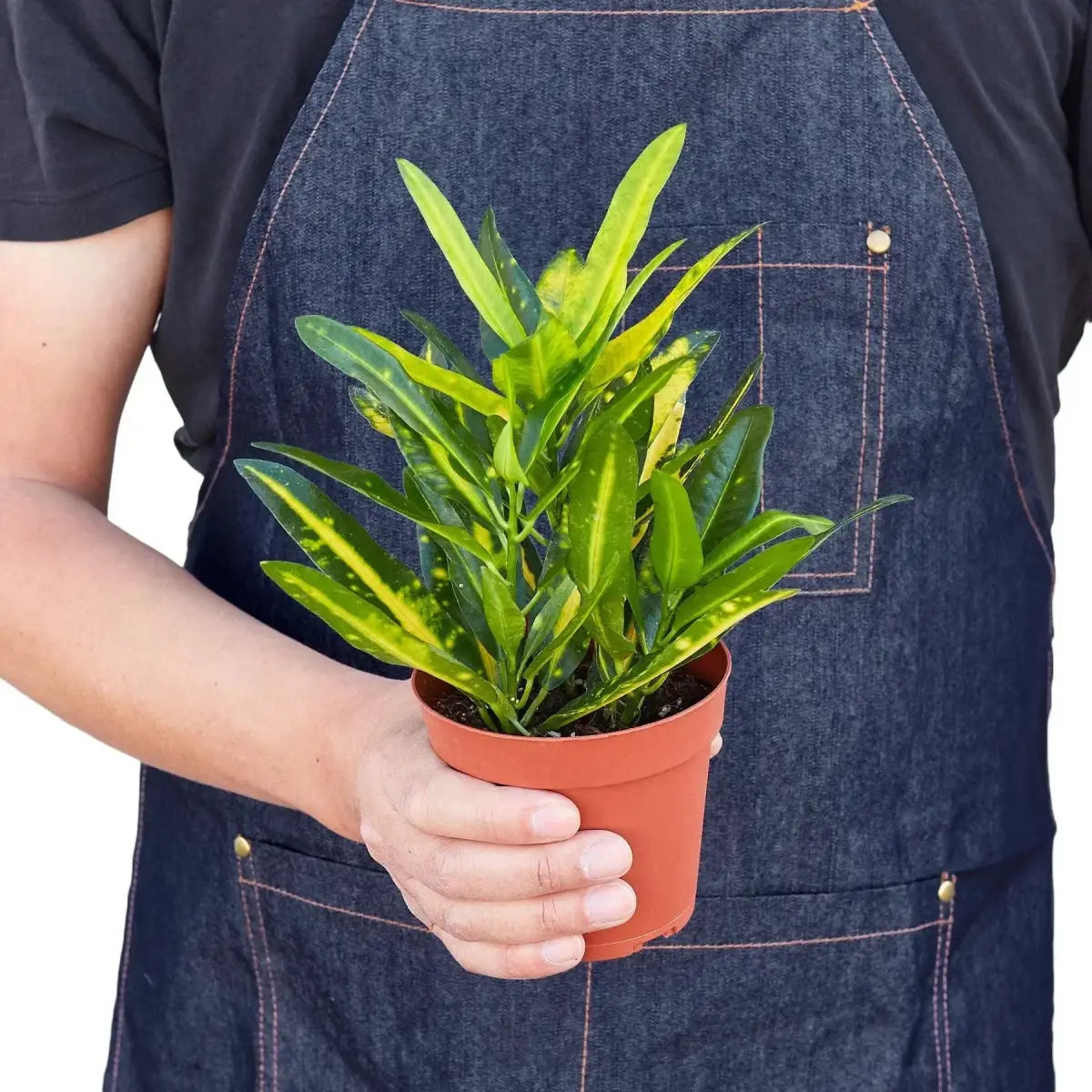 Croton Plant - ’Sunny Star’ - 4’’ Pot - House Plant Shop