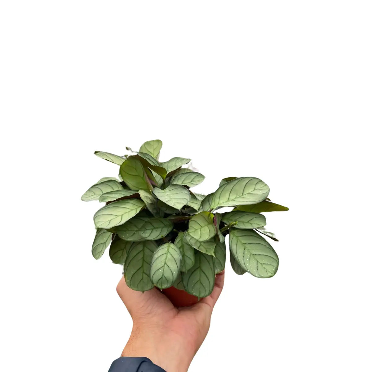 Ctenanthe burle-marxii ’Amagris’ - 4’’ Pot - House Plant Shop