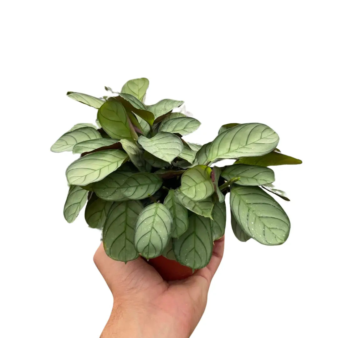 Ctenanthe burle-marxii ’Amagris’ - 4’’ Pot - House Plant Shop