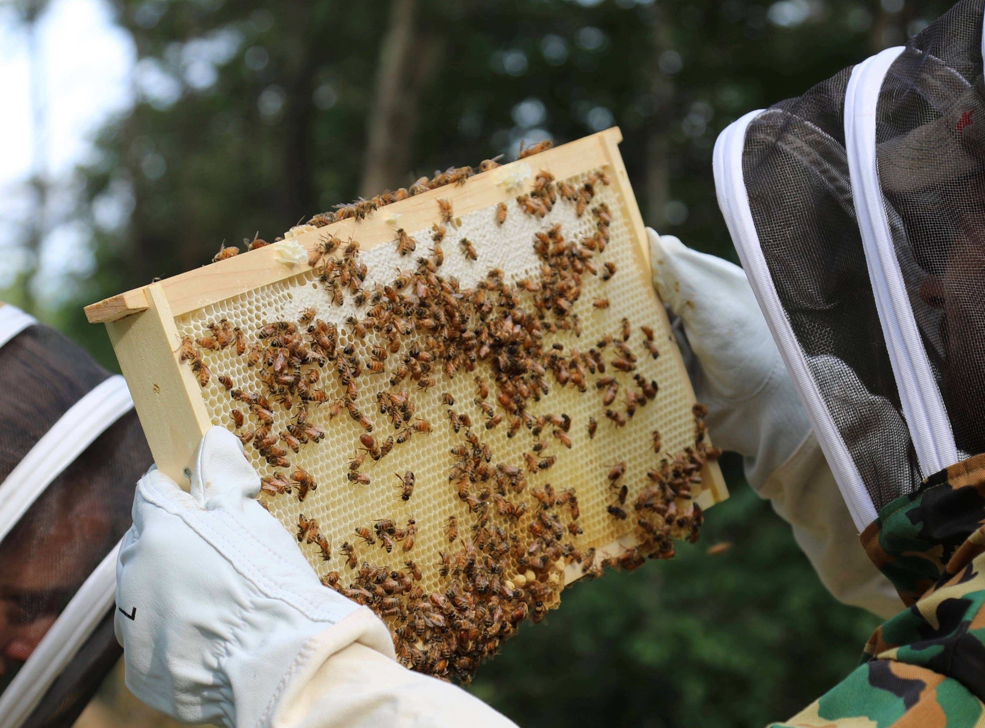 Large Wax Food Wrap - per sheet - Bee’s Wrap