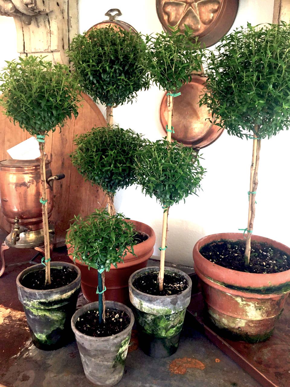 Myrtle Topiary - Single Ball - Live Plant