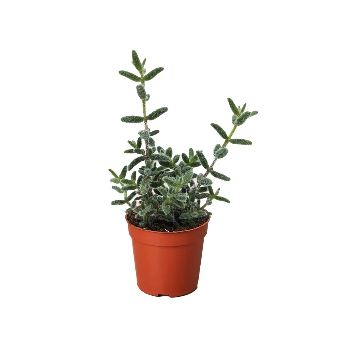 Pickle Plant - Delosperma Echinatum - House Plant Shop