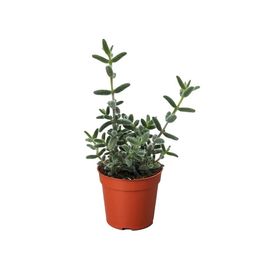 Pickle Plant - Delosperma Echinatum - House Plant Shop