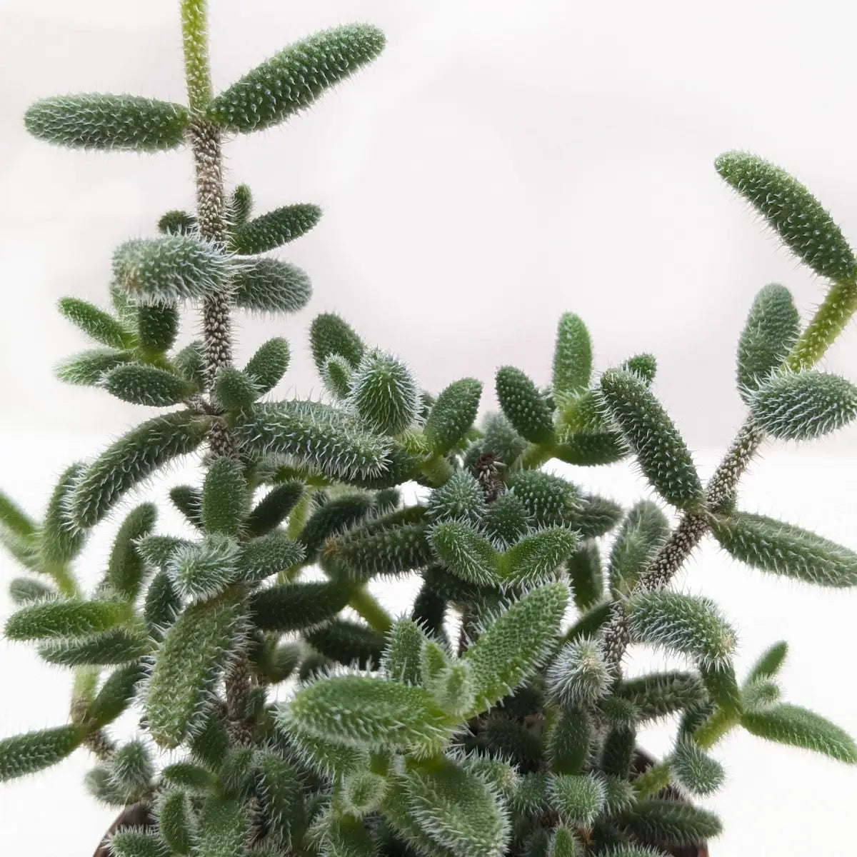 Pickle Plant - Delosperma Echinatum - 3’’ Pot - House Plant Shop