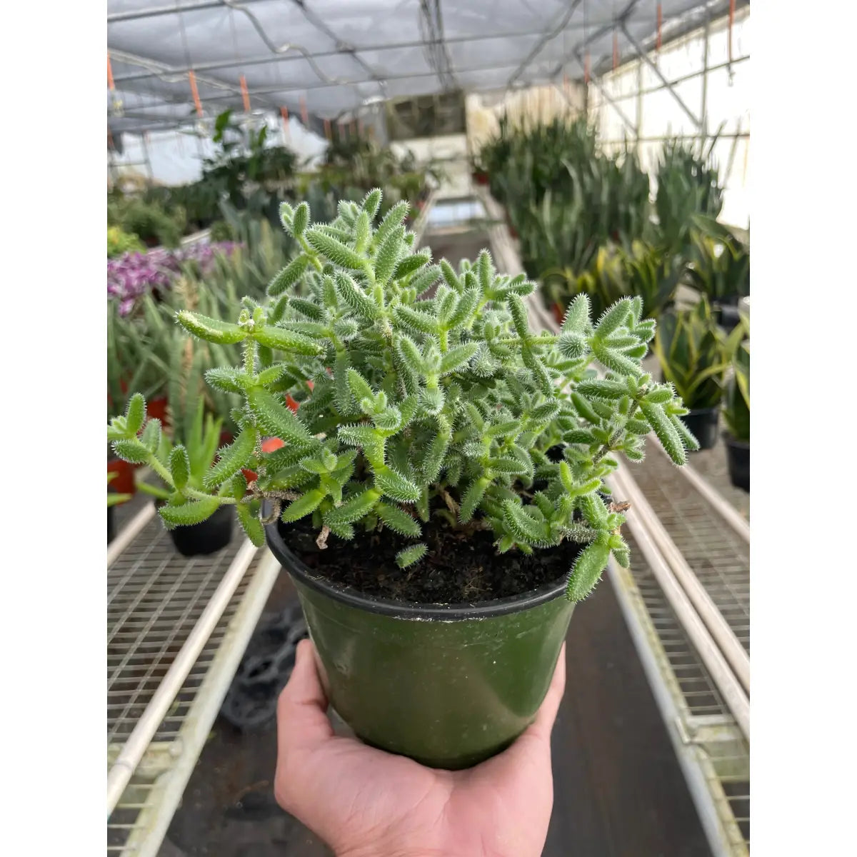 Pickle Plant - Delosperma Echinatum - House Plant Shop
