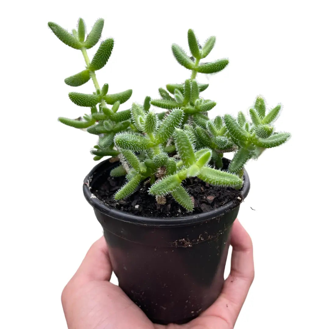 Pickle Plant - Delosperma Echinatum - House Plant Shop