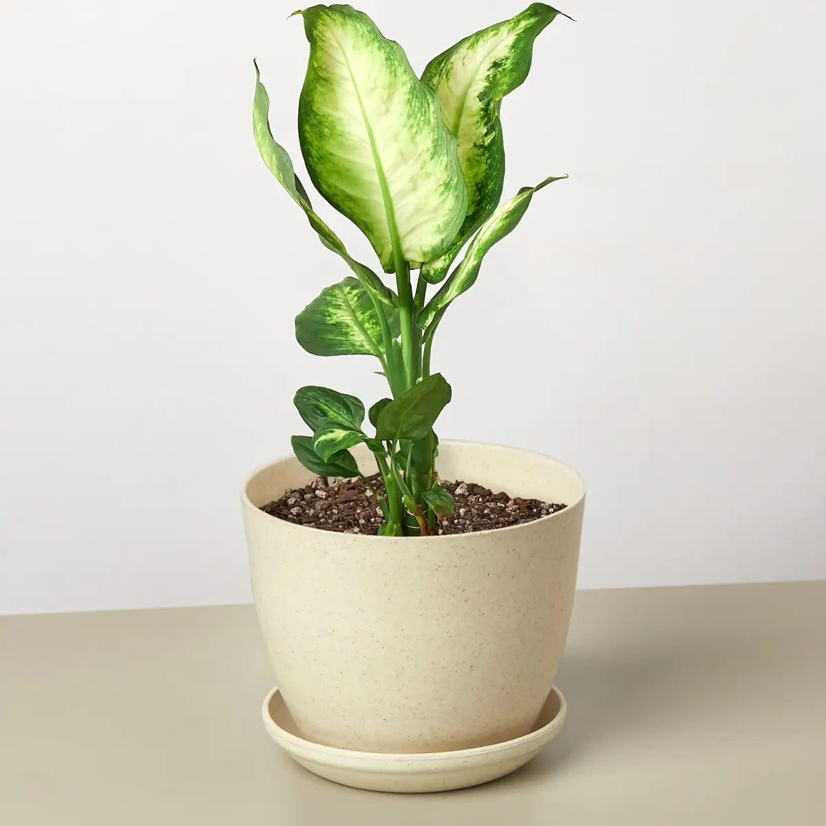 Dieffenbachia Camille - House Plant Shop