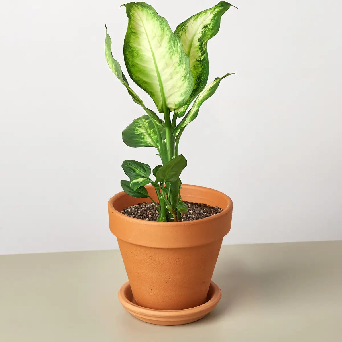 Dieffenbachia Camille - House Plant Shop