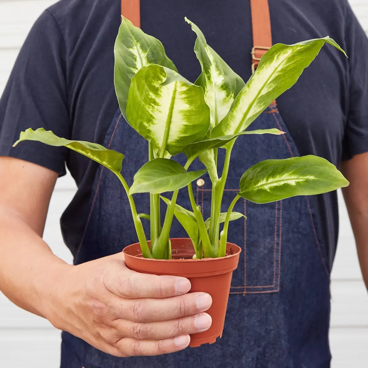 Dieffenbachia Camille - House Plant Shop