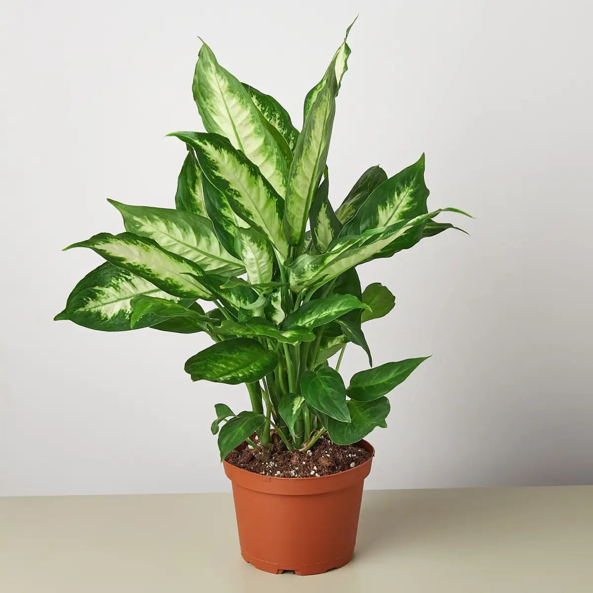 Dieffenbachia Camille - House Plant Shop