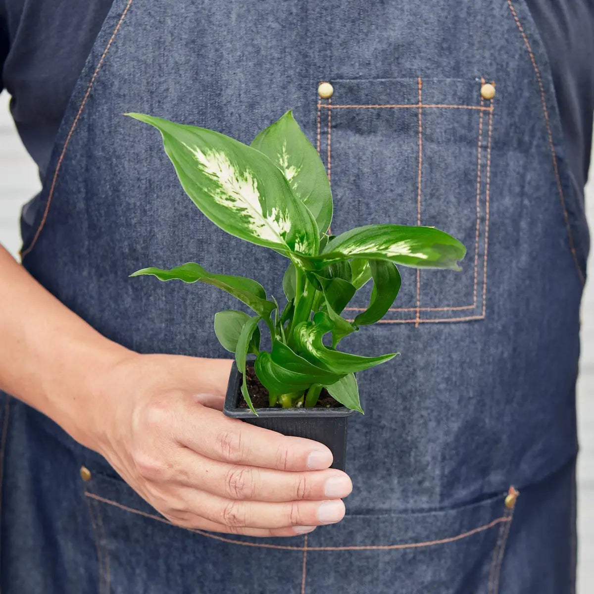 Dieffenbachia Camille - House Plant Shop