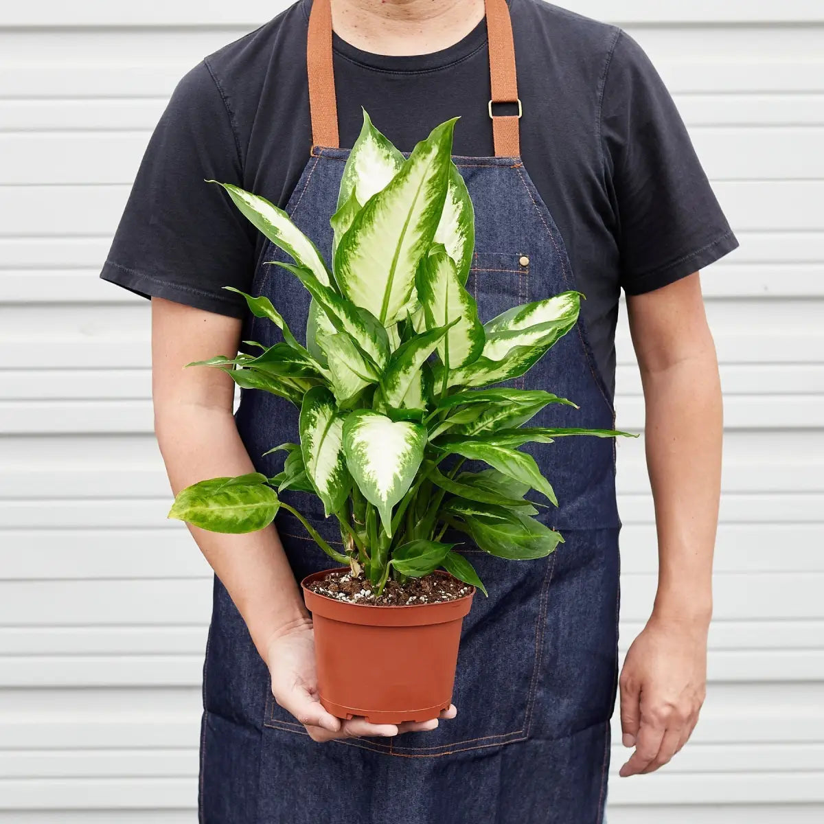 Dieffenbachia Camille - House Plant Shop