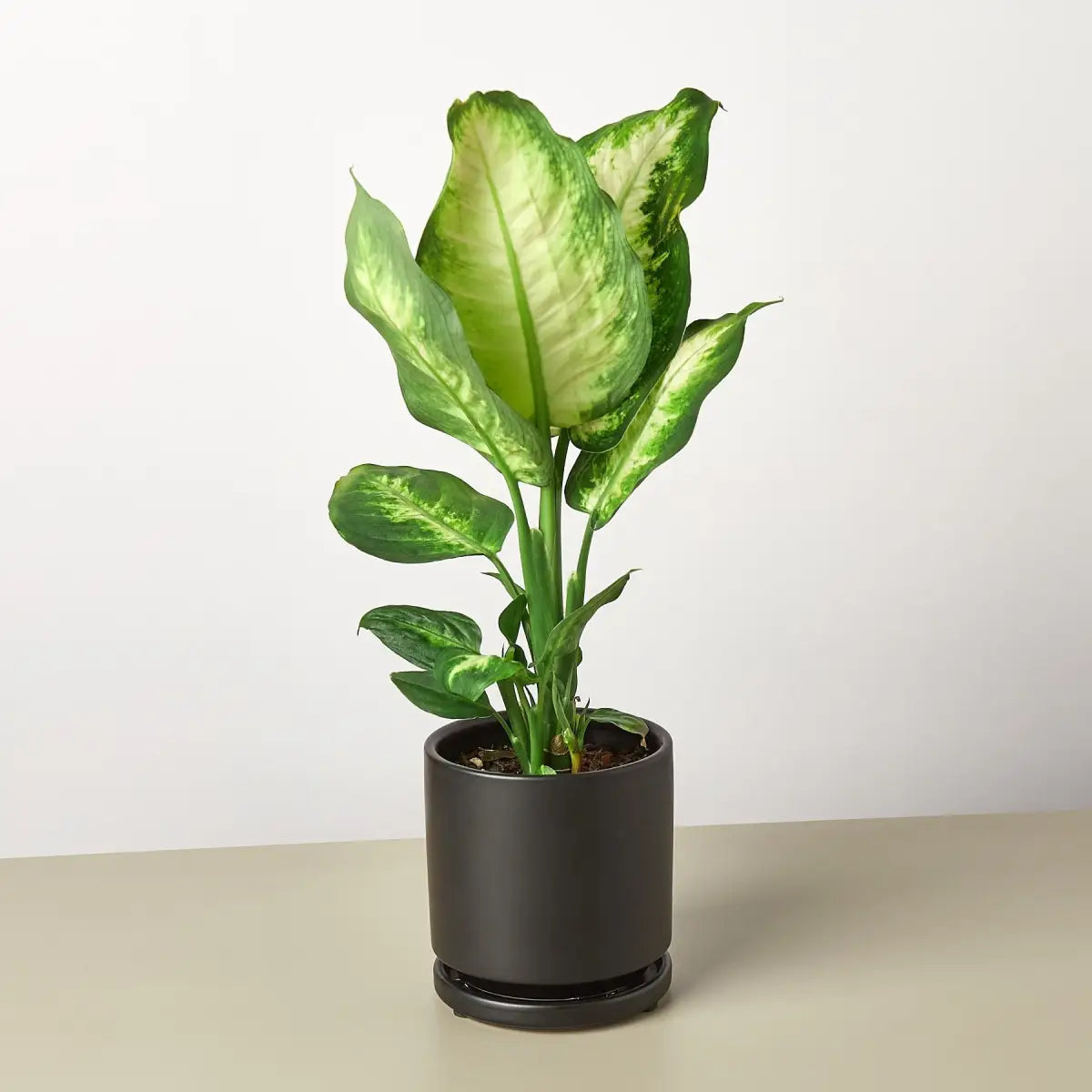 Dieffenbachia Camille - House Plant Shop