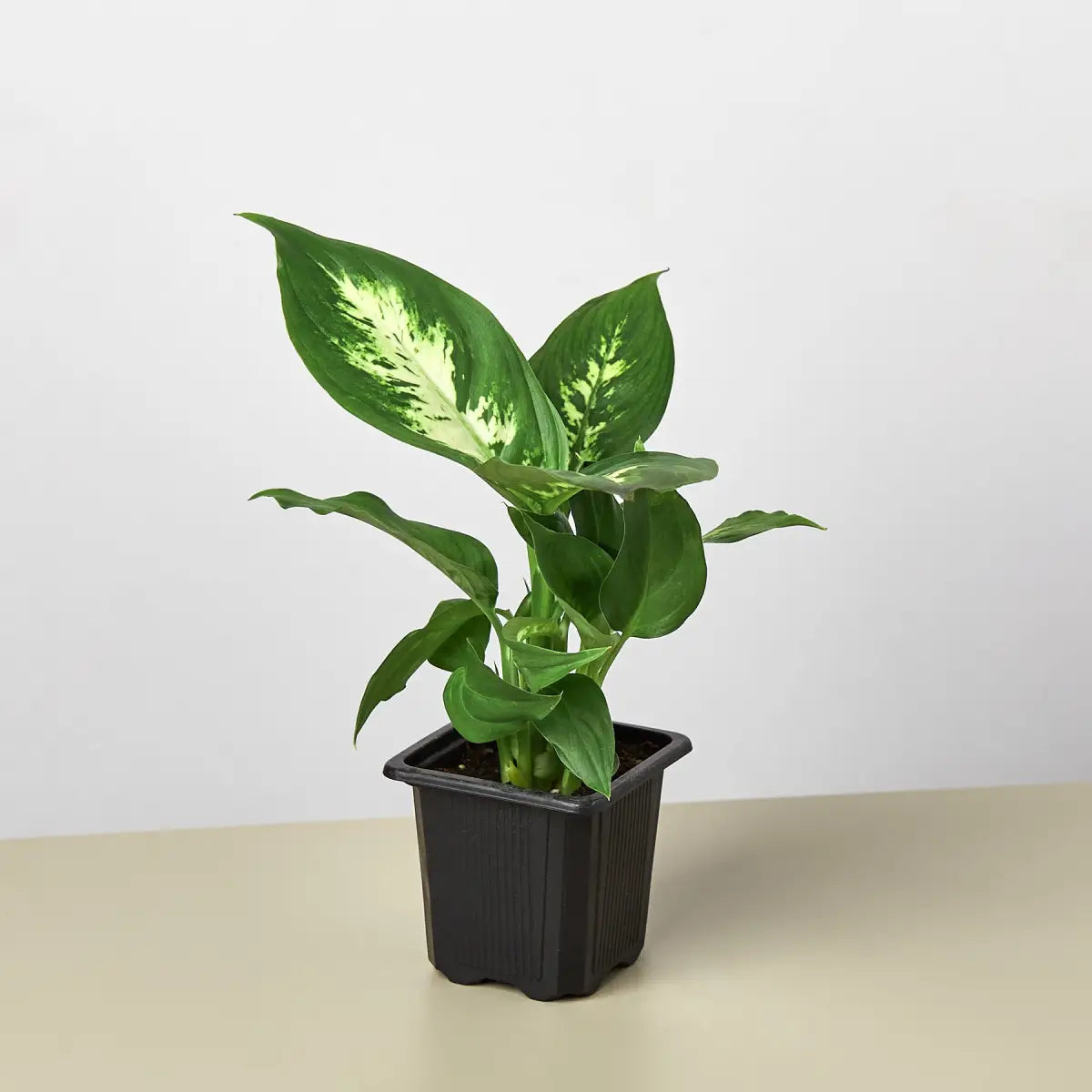 Dieffenbachia Camille - House Plant Shop