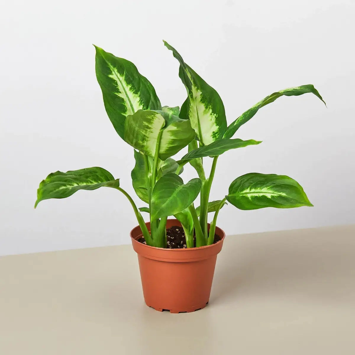 Dieffenbachia Camille - House Plant Shop