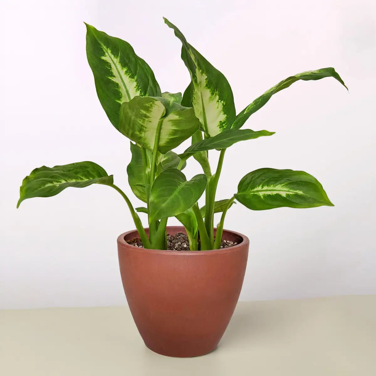 Dieffenbachia Camille - House Plant Shop