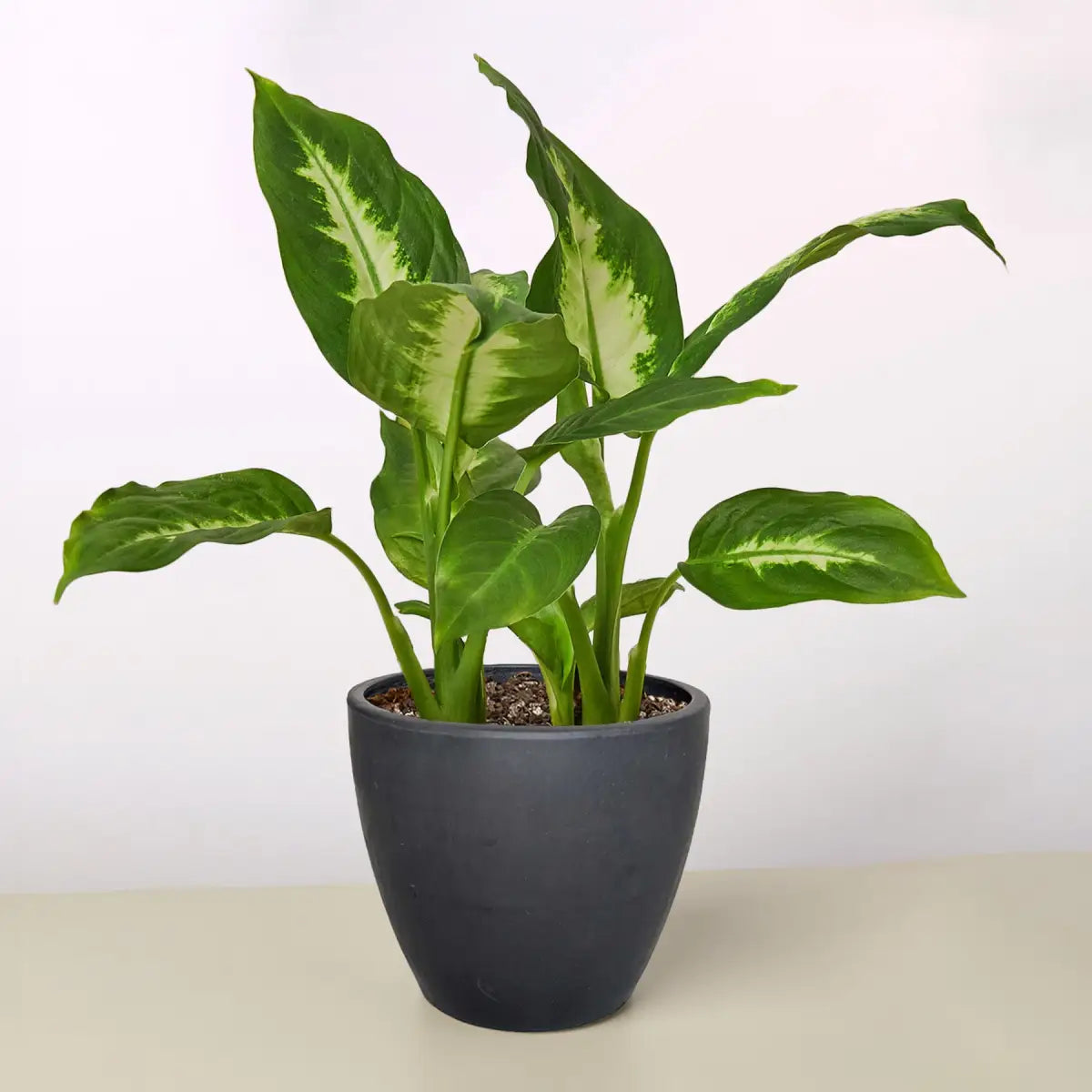 Dieffenbachia Camille - House Plant Shop