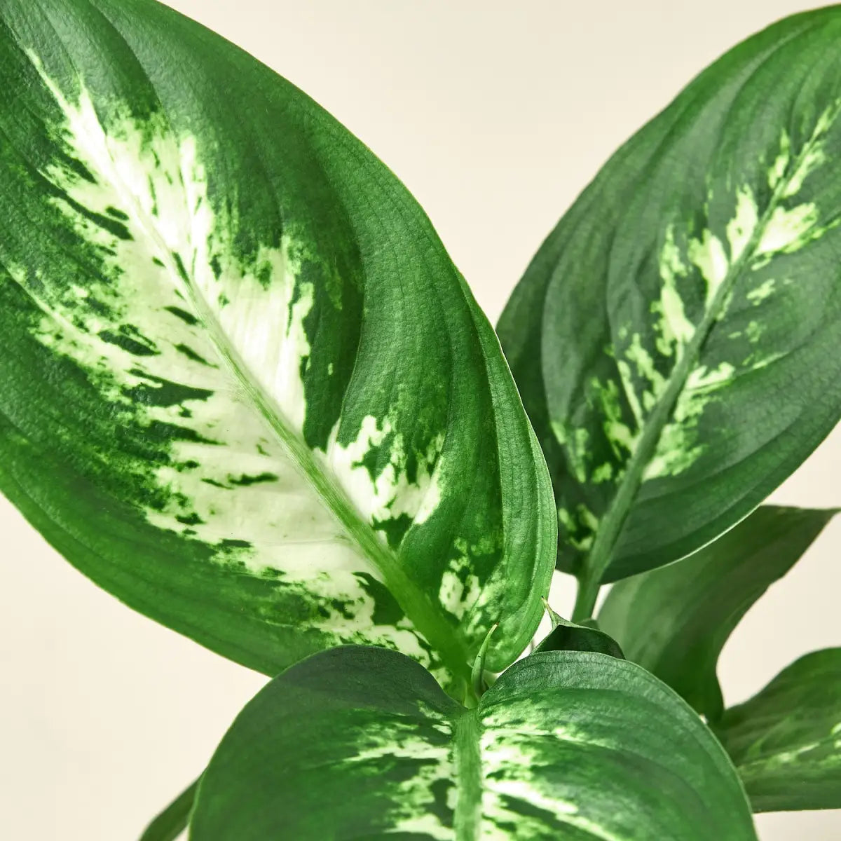 Dieffenbachia Camille - House Plant Shop