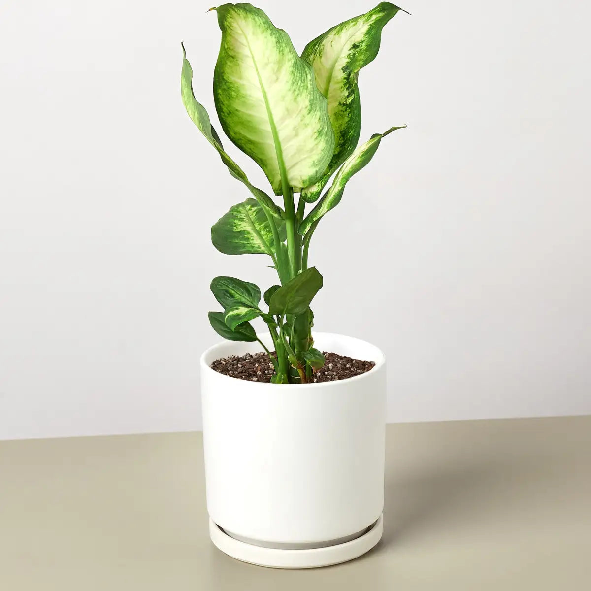 Dieffenbachia Camille - House Plant Shop