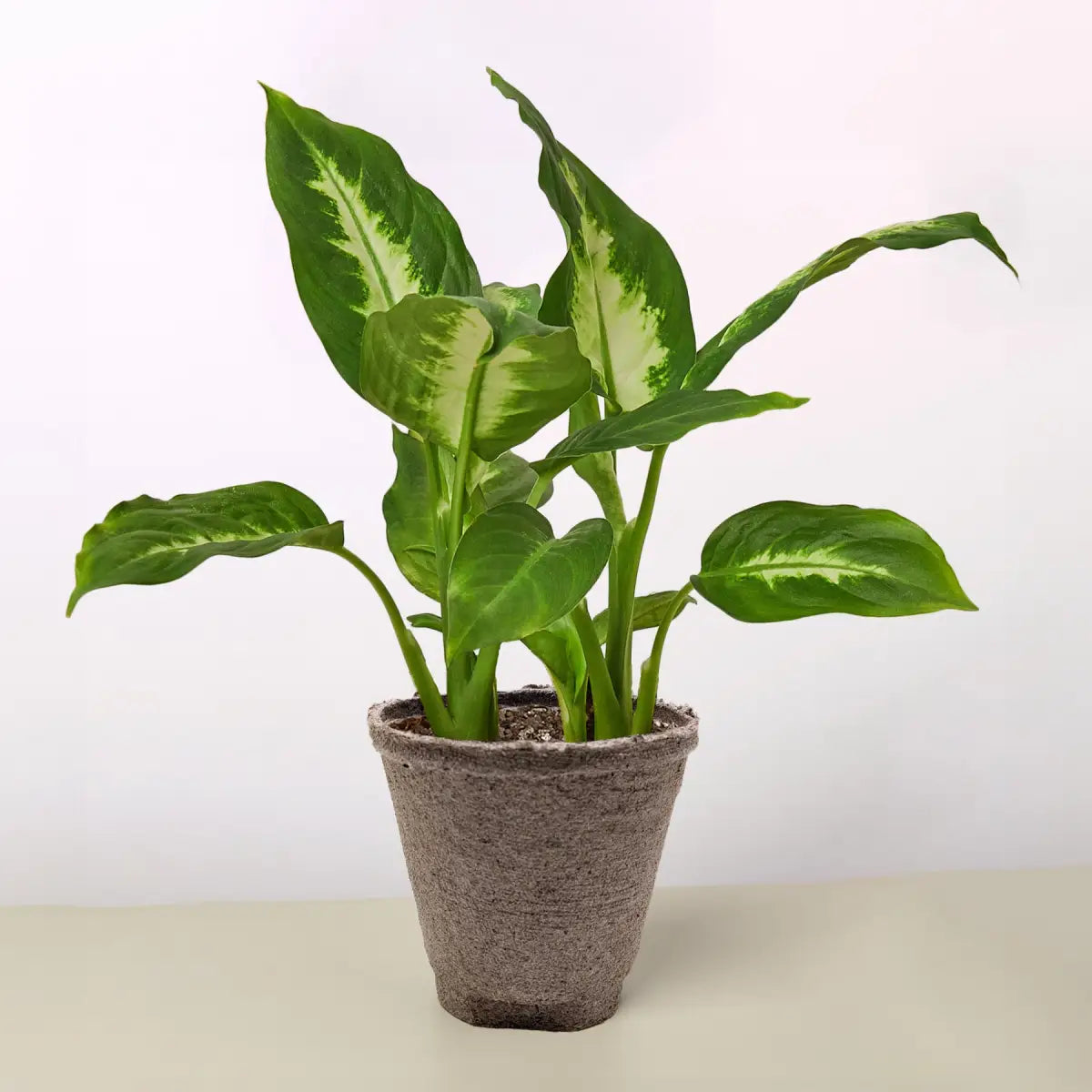 Dieffenbachia Camille - House Plant Shop