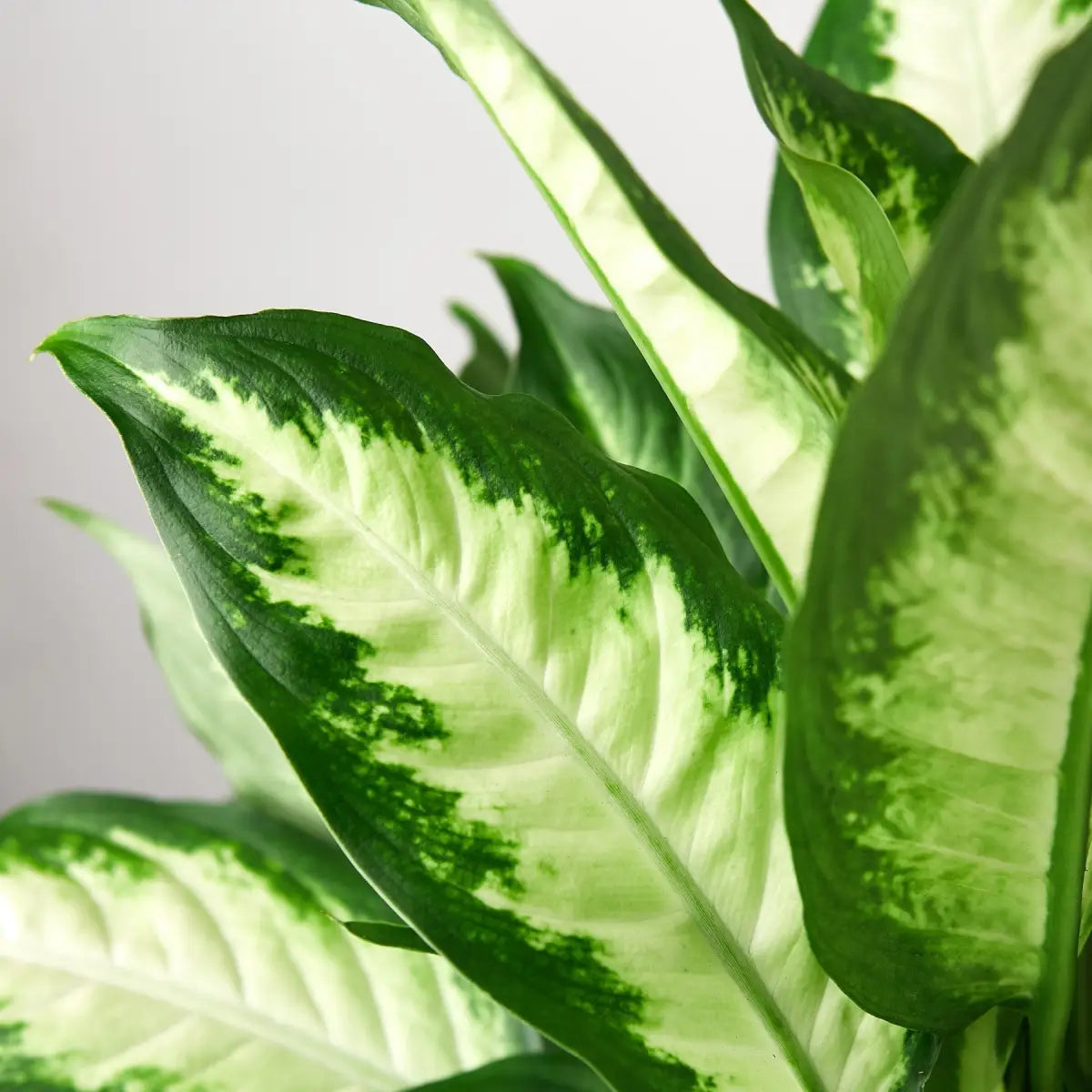 Dieffenbachia Camille - House Plant Shop