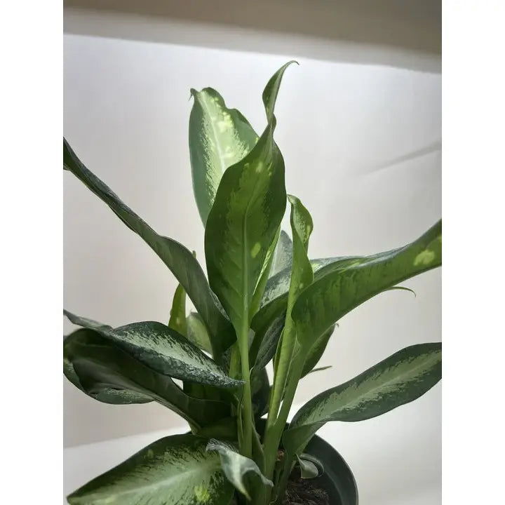 Dieffenbachia Panther Plant - 6’’ Pot - House Plant Shop