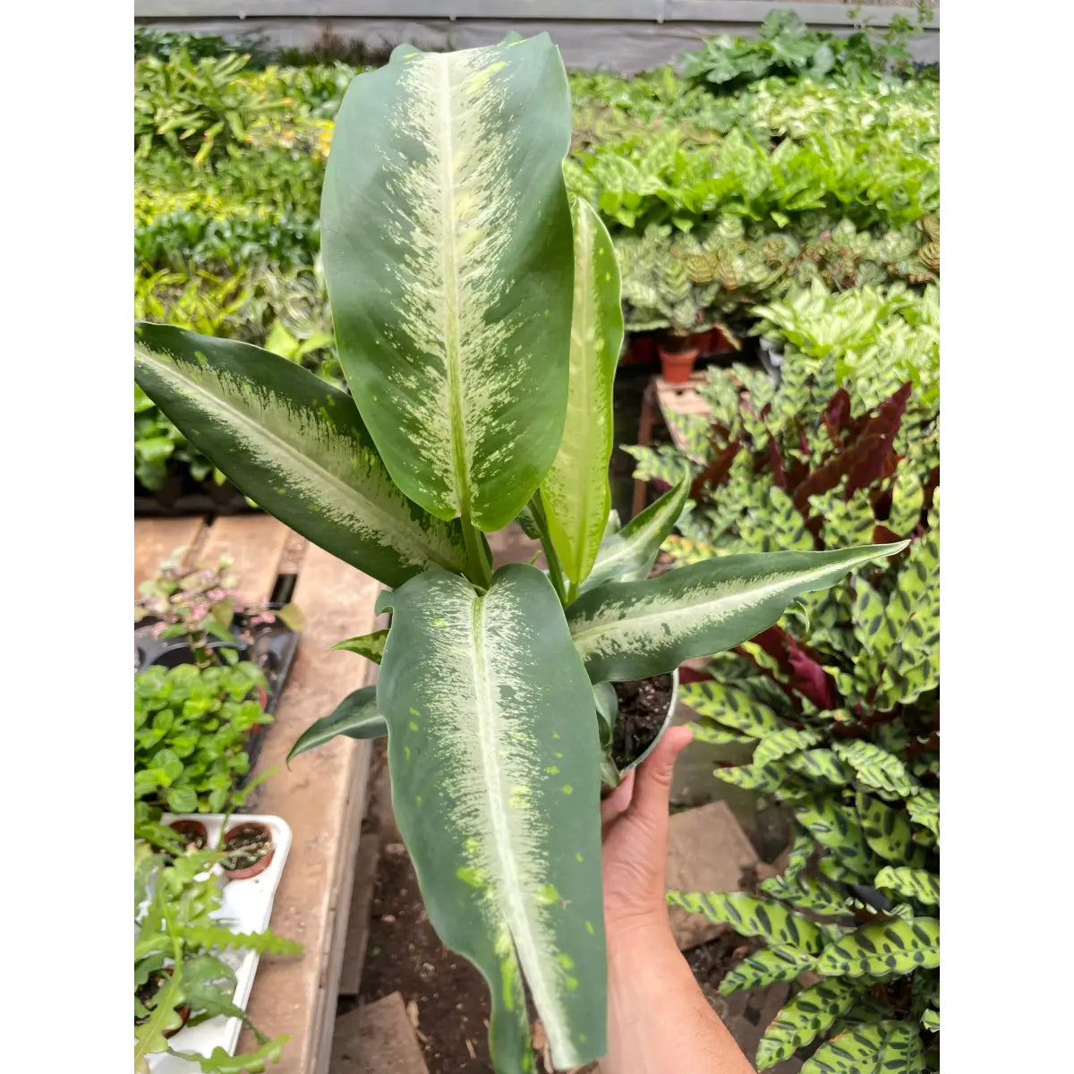 Dieffenbachia Panther Plant - 6’’ Pot - House Plant Shop