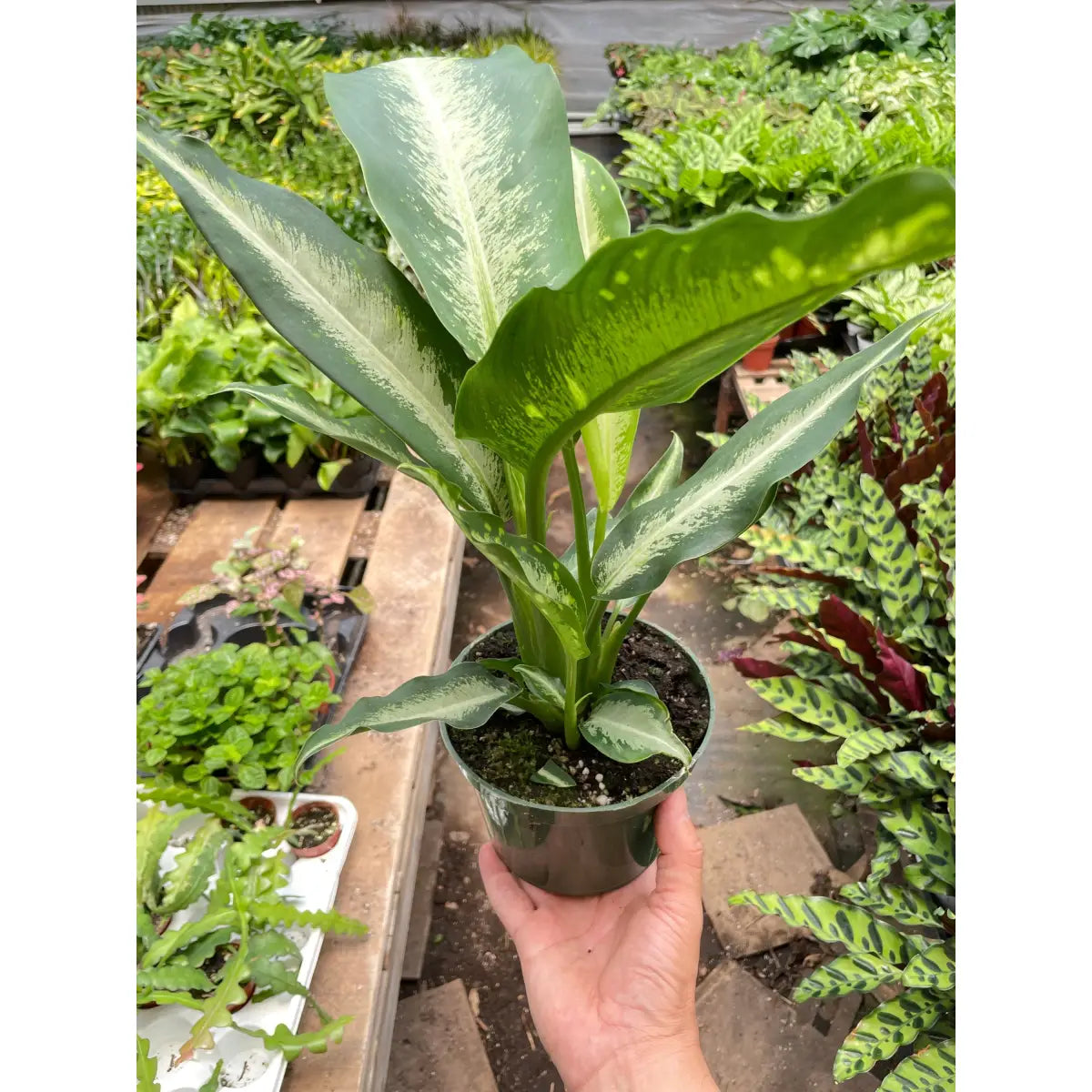 Dieffenbachia Panther Plant - 6’’ Pot - House Plant Shop