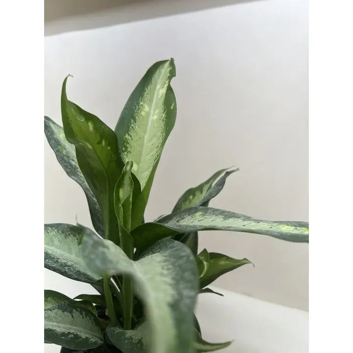 Dieffenbachia Panther Plant - 6’’ Pot - House Plant Shop