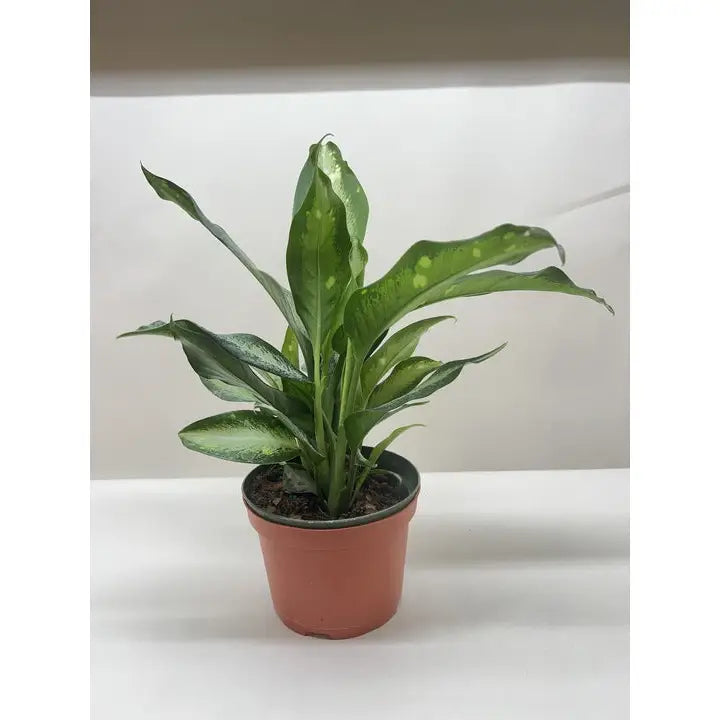 Dieffenbachia Panther Plant - 6’’ Pot - House Plant Shop