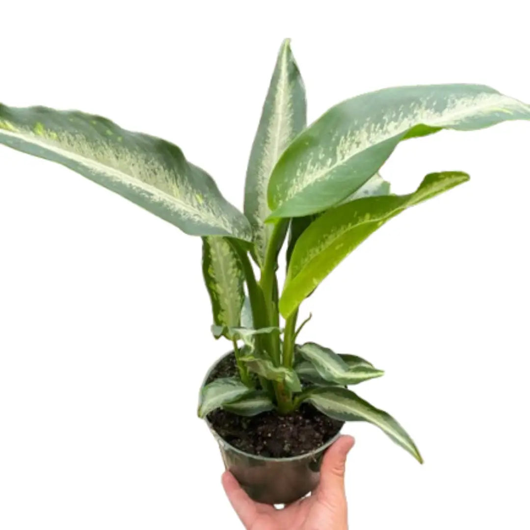 Dieffenbachia Panther Plant - 6’’ Pot - House Plant Shop