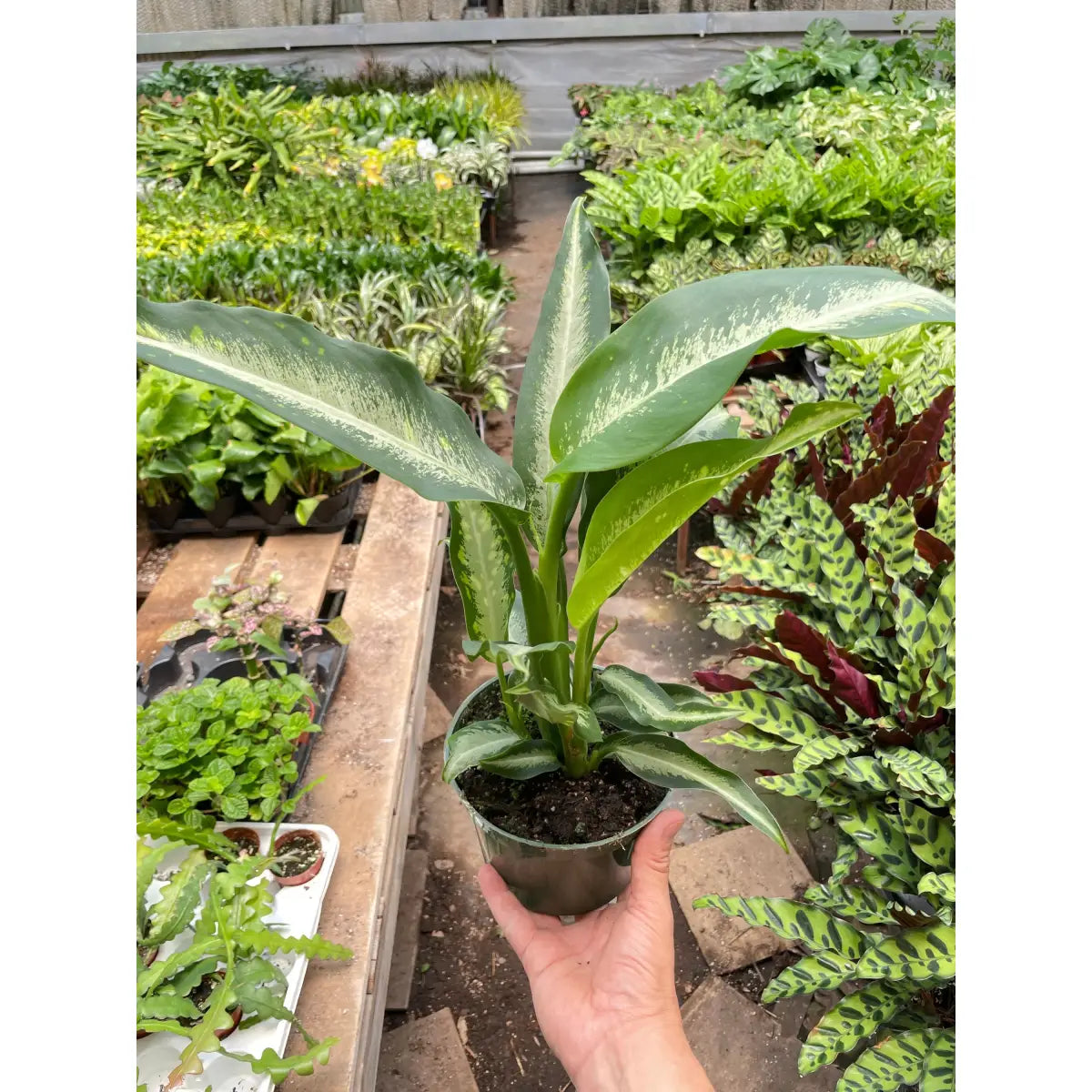 Dieffenbachia Panther Plant - 6’’ Pot - House Plant Shop