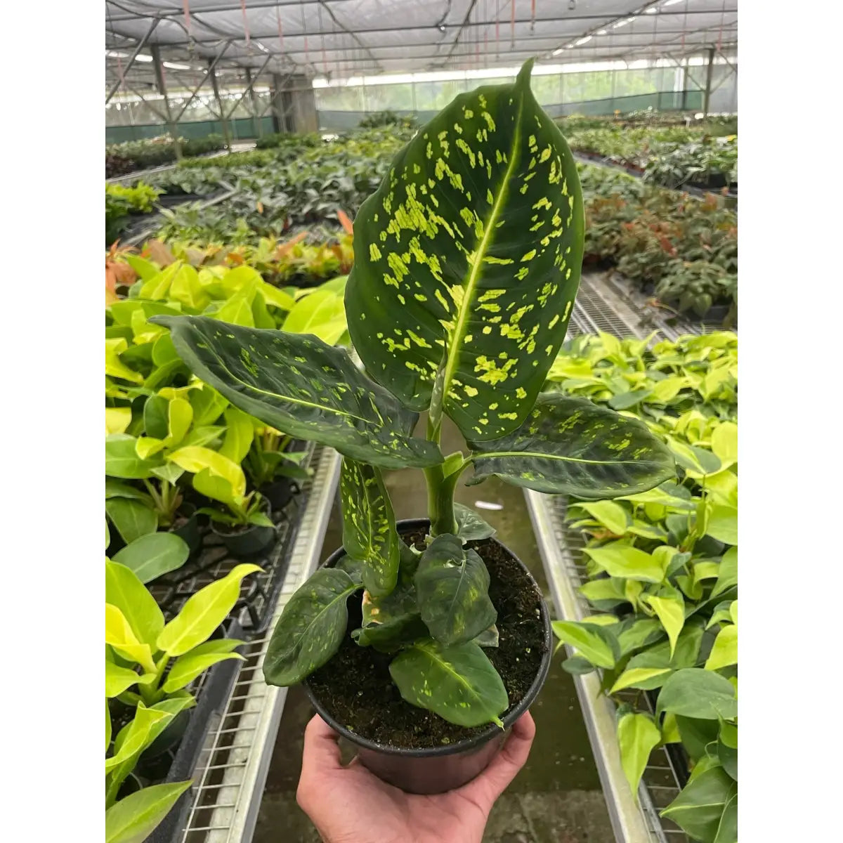 Dieffenbachia ’Reflector’ Plant - House Plant Shop