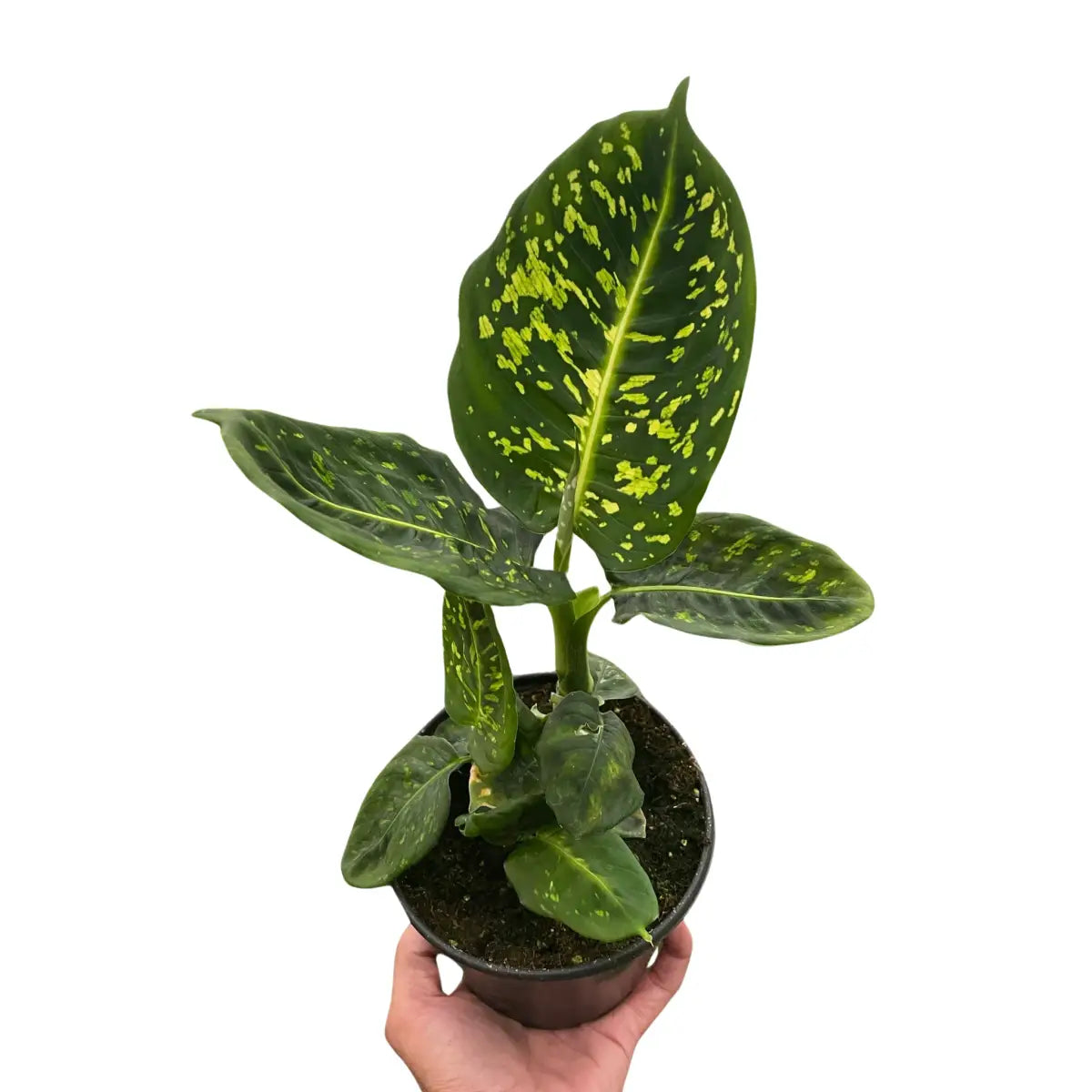 Dieffenbachia ’Reflector’ Plant - House Plant Shop