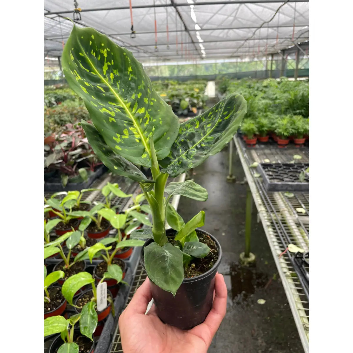 Dieffenbachia ’Reflector’ Plant - House Plant Shop