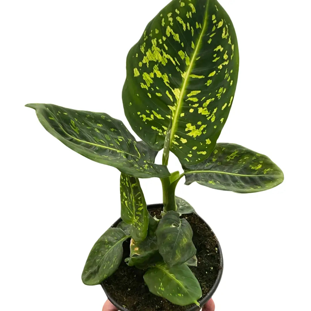 Dieffenbachia ’Reflector’ Plant - 4’’ Pot - House Plant Shop