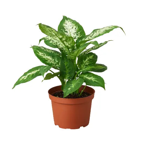 Dieffenbachia Plant - ’Tropic Snow’ - House Plant Shop