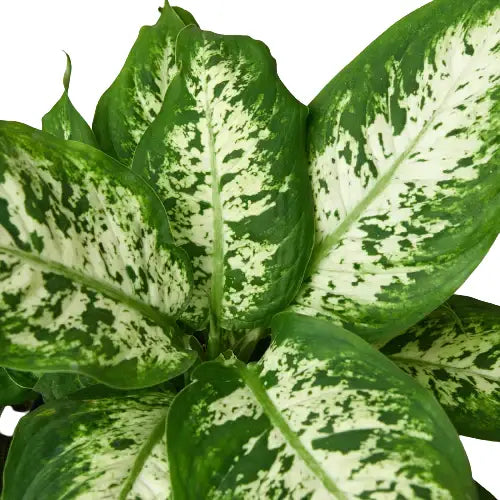 Dieffenbachia Plant - ’Tropic Snow’ - 4’’ Pot / Nursery Pot - House Plant Shop