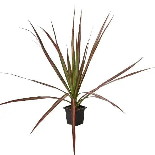 Dracaena Plant - ’Colorama’ - House Plant Shop