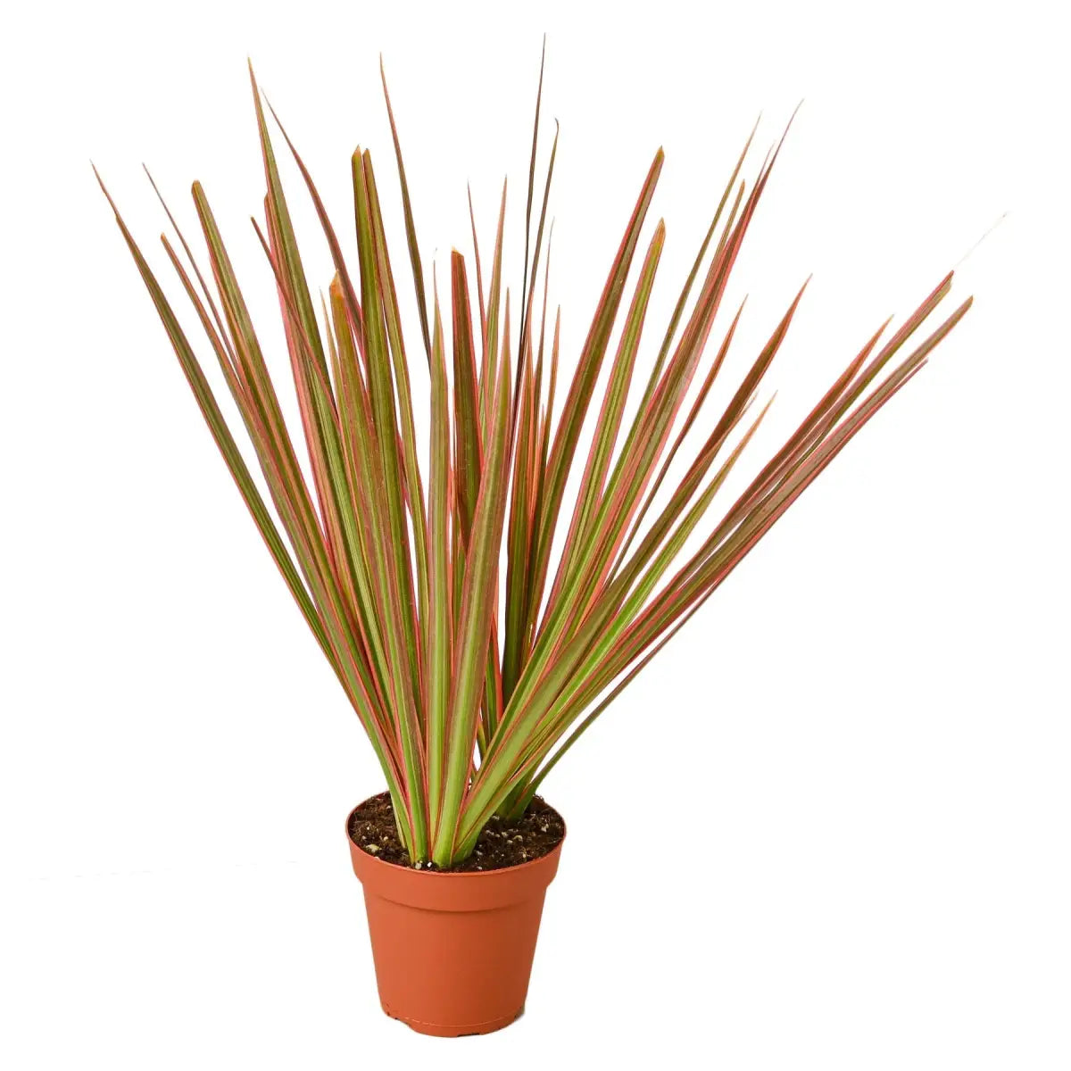 Dracaena Plant - ’Colorama’ - House Plant Shop