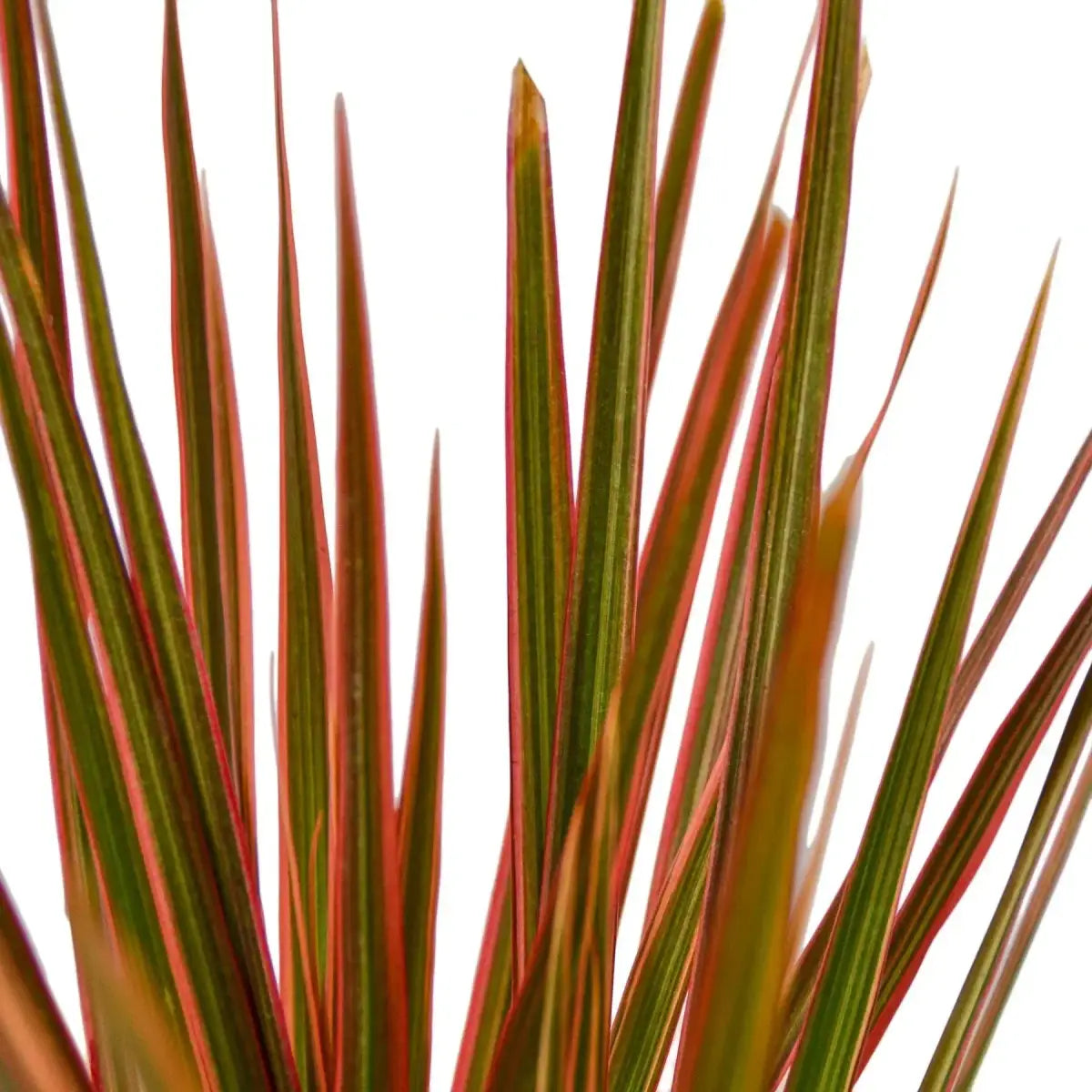 Dracaena Plant - ’Colorama’ - 3’’ Pot - House Plant Shop