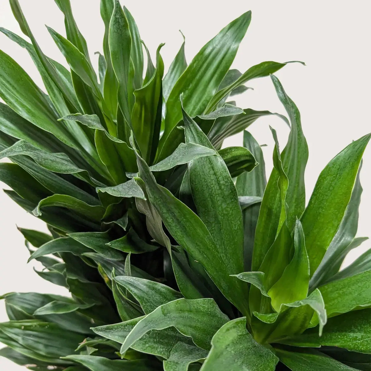 Dracaena ’Janet Craig’ - House Plant Shop