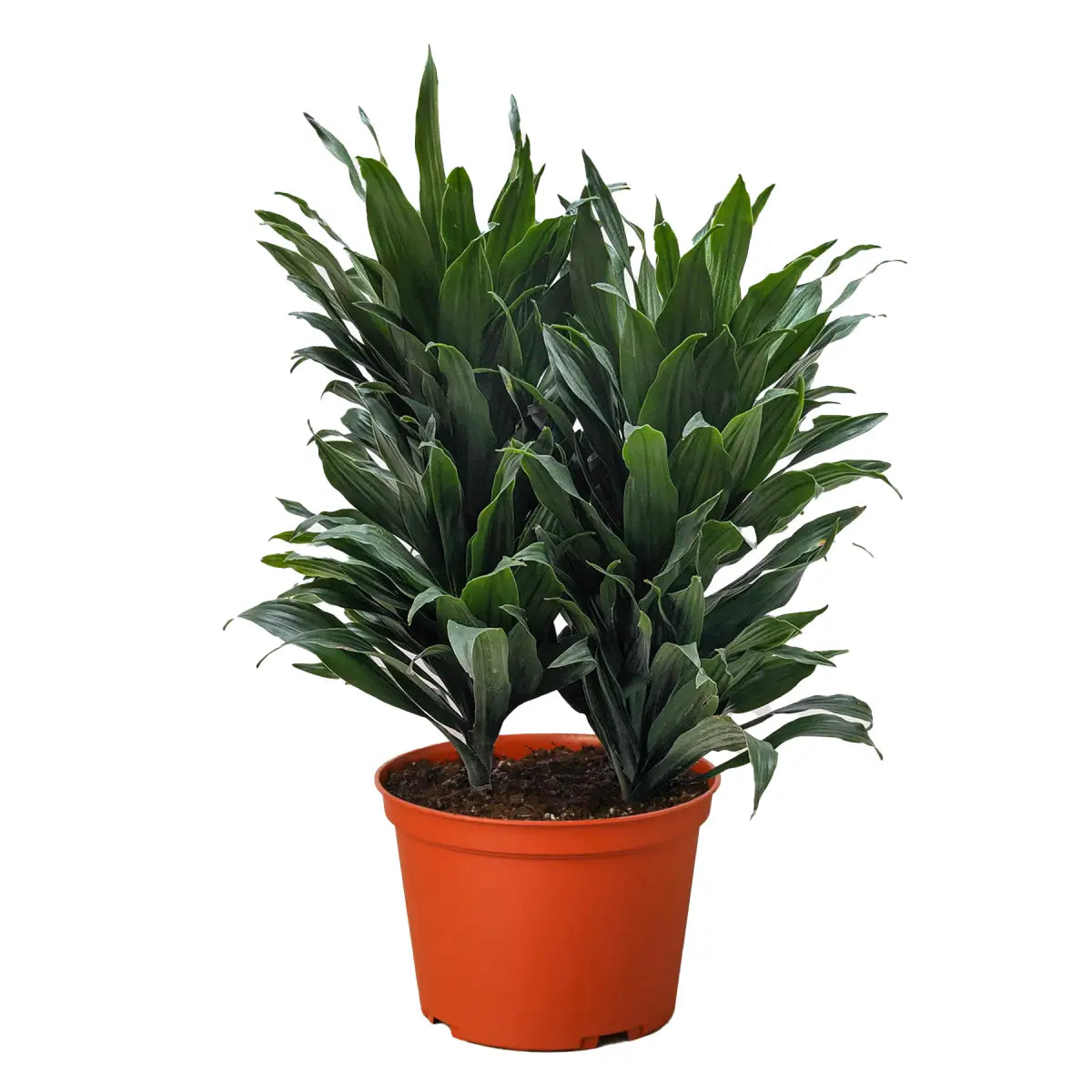 Dracaena ’Janet Craig’ - House Plant Shop
