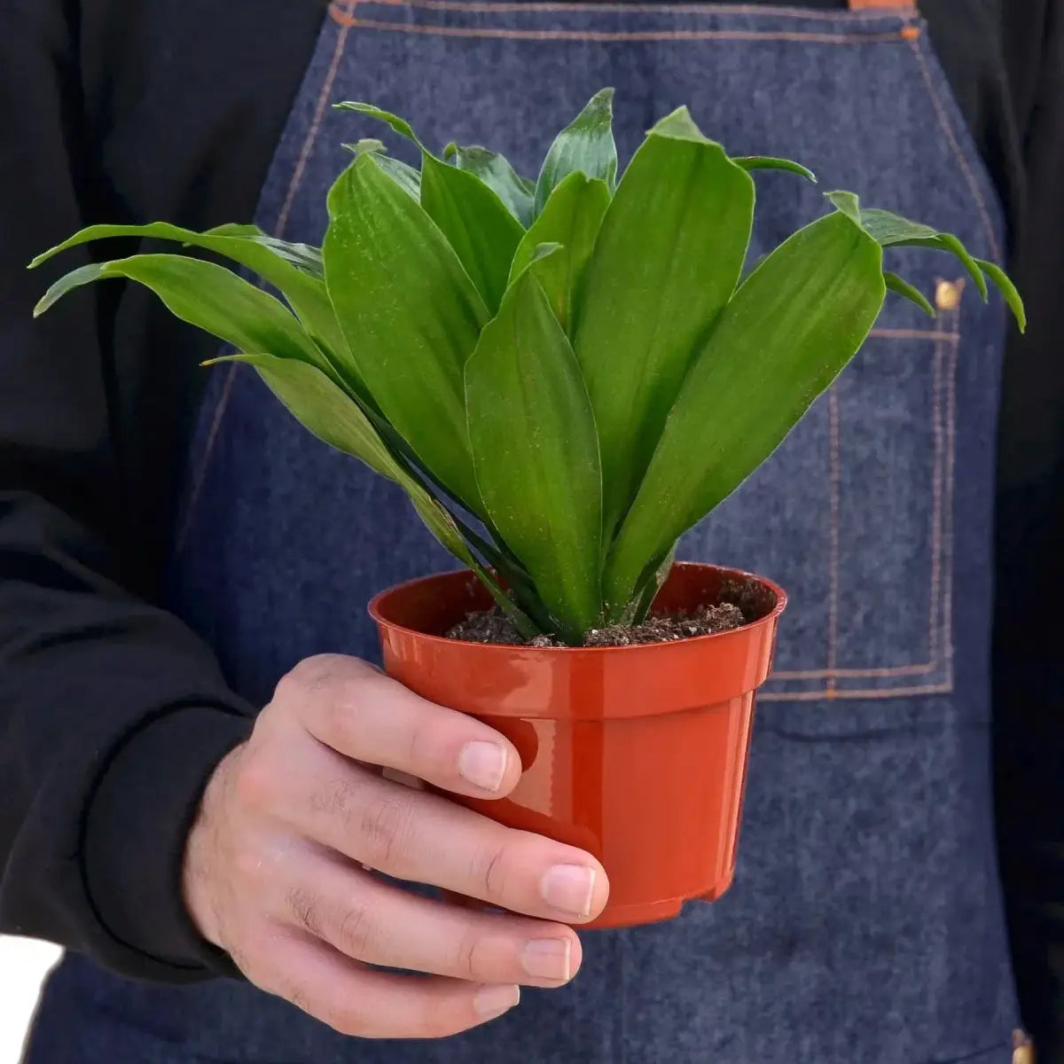 Dracaena ’Janet Craig’ - House Plant Shop