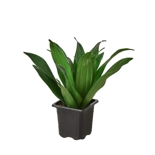 Dracaena ’Janet Craig’ - House Plant Shop