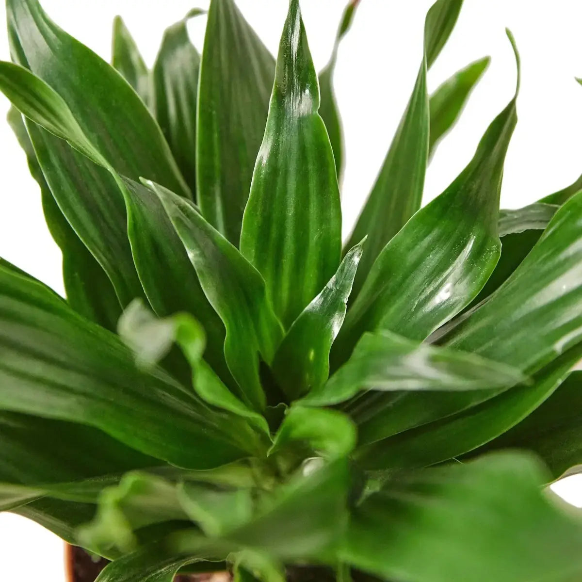 Dracaena ’Janet Craig’ - House Plant Shop