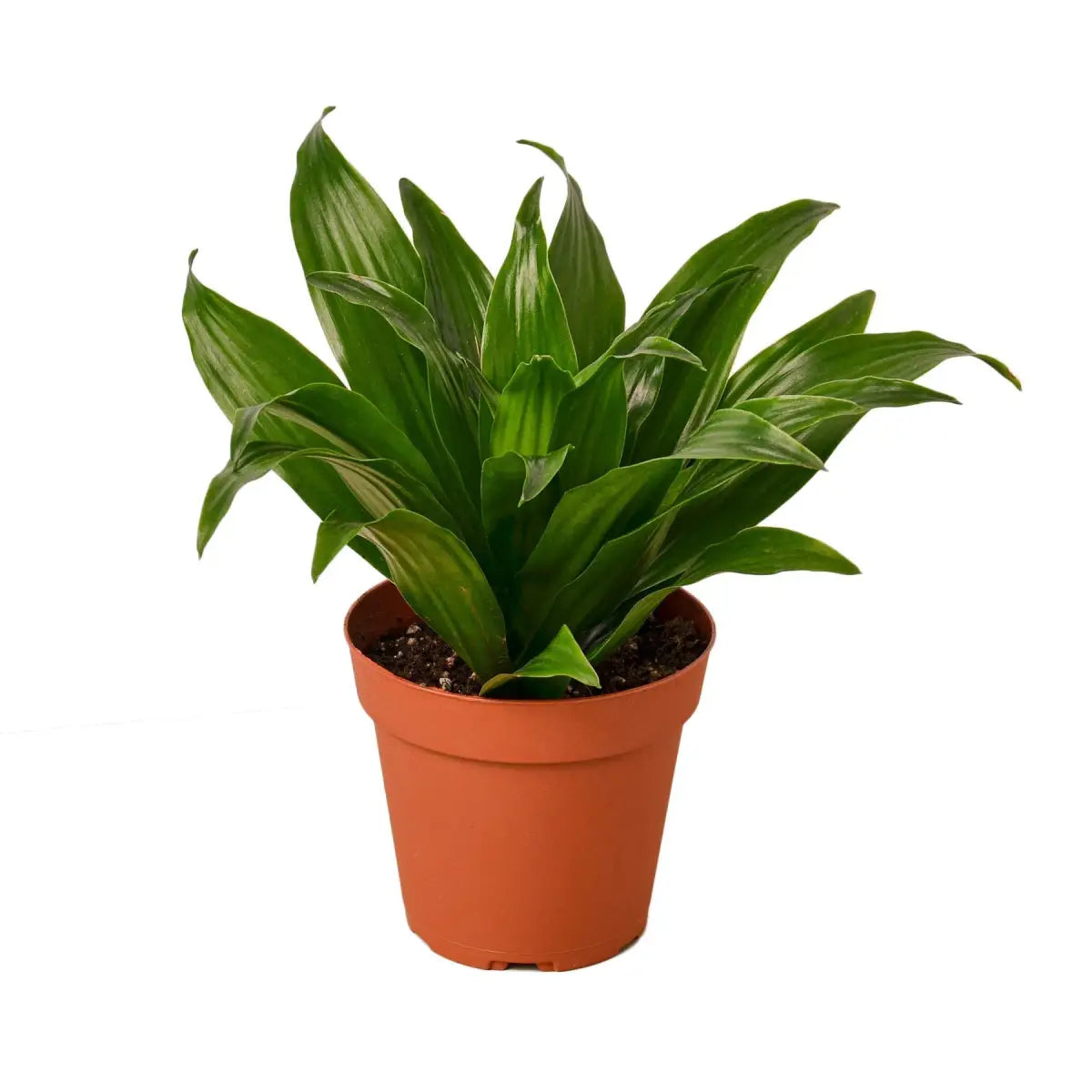 Dracaena ’Janet Craig’ - House Plant Shop
