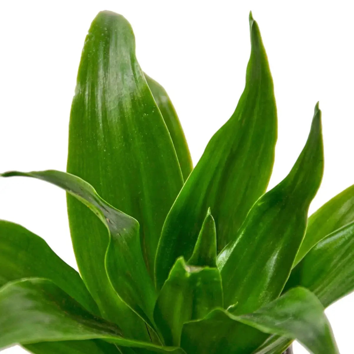 Dracaena ’Janet Craig’ - House Plant Shop