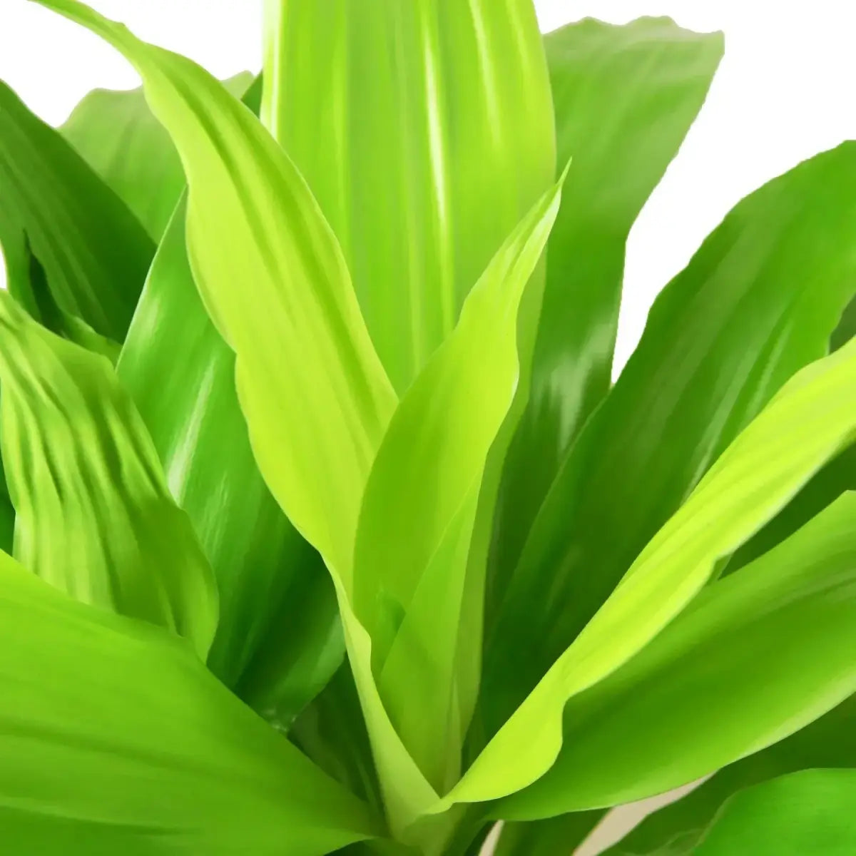 Dracaena Plant - ’Lime Light’ - 6’’ Pot - House Plant Shop