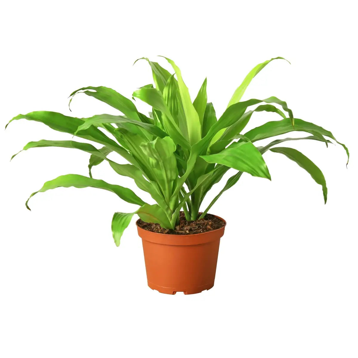 Dracaena Plant - ’Lime Light’ - 6’’ Pot - House Plant Shop